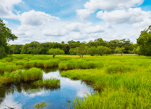 Wetlands Law and Development Post-Sackett v. EPA