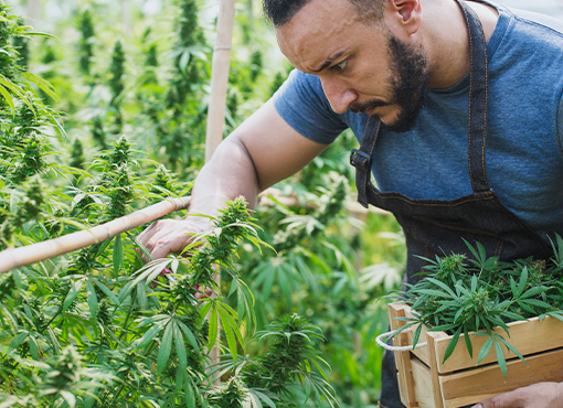 Advising Cannabis Businesses in Distress