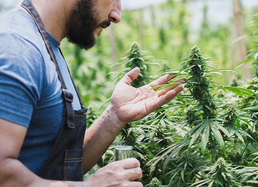 Marijuana Rescheduling - 2024 Update