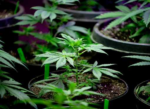 Cannabis Taxation Update