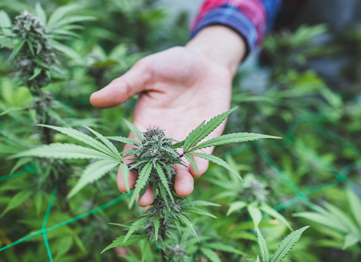 Marijuana Law: The Ultimate Guide