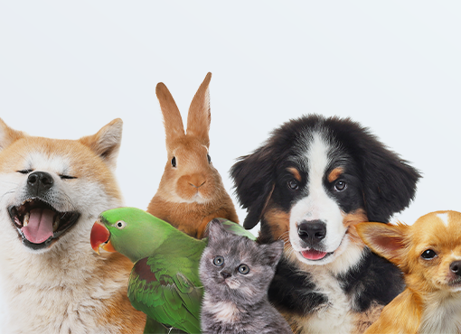 Estate Planning for Pets: Trusts, Fiduciaries, and Common Problems