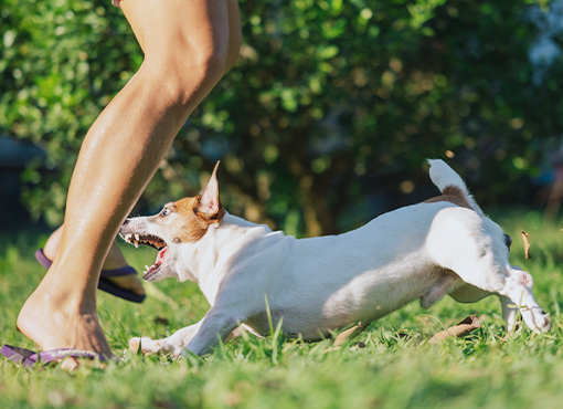 Attorneys' Guide Dog Bite Injuries