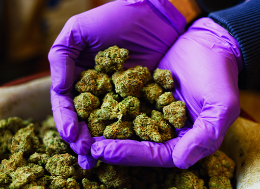 Marijuana Business Law in Connecticut